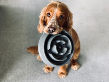 Dog holding food bowl